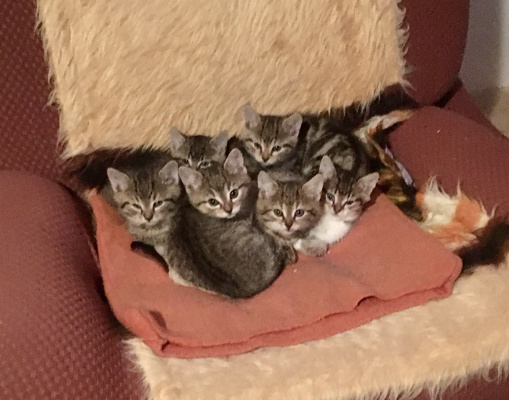 Aktualita - obrázek